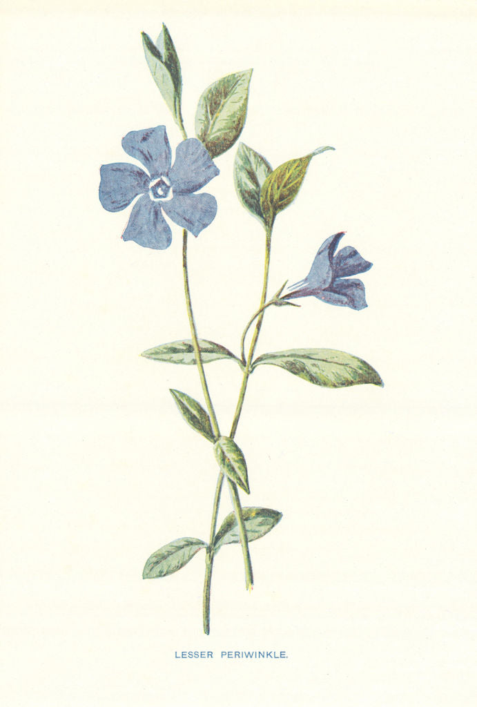 Lesser Periwinkle. Wild Flowers by Frederick Edward Hulme c1895 old print